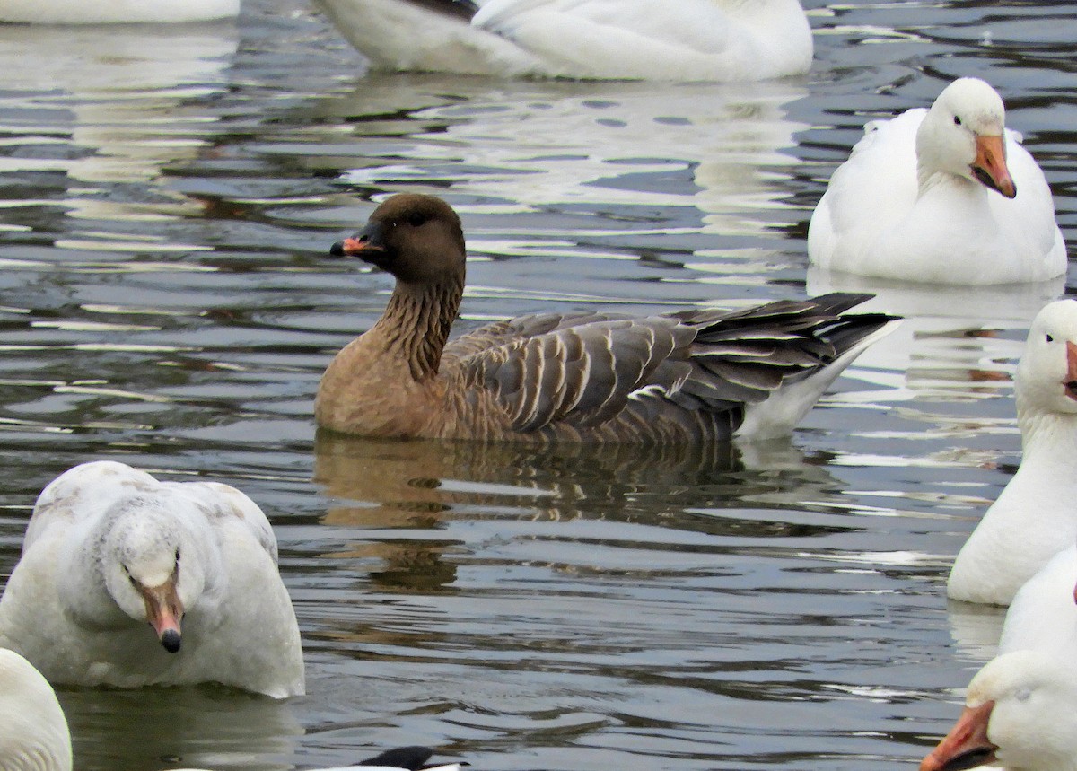 Pink-footed Goose - ML210234041