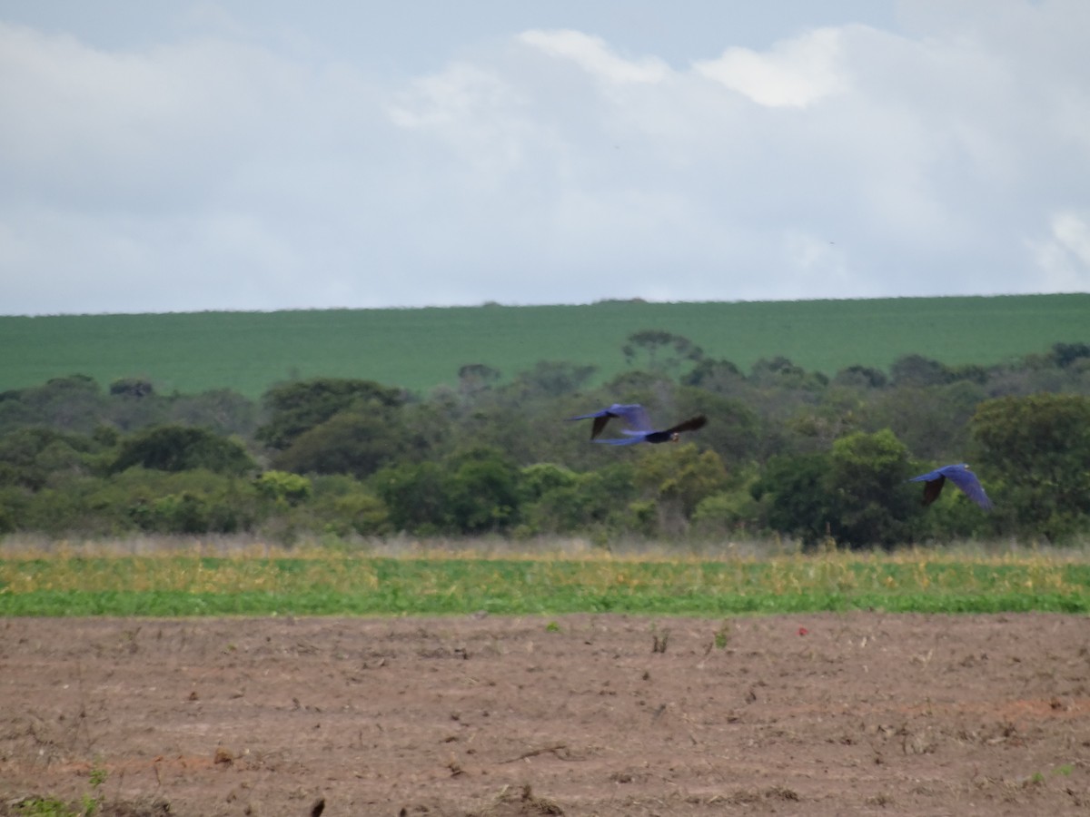 Hyacinth Macaw - ML210235591