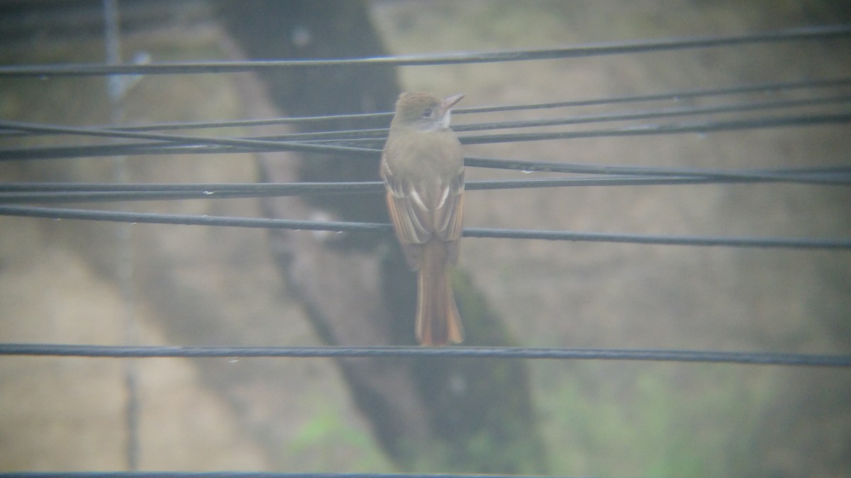 Great Crested Flycatcher - LP Noack
