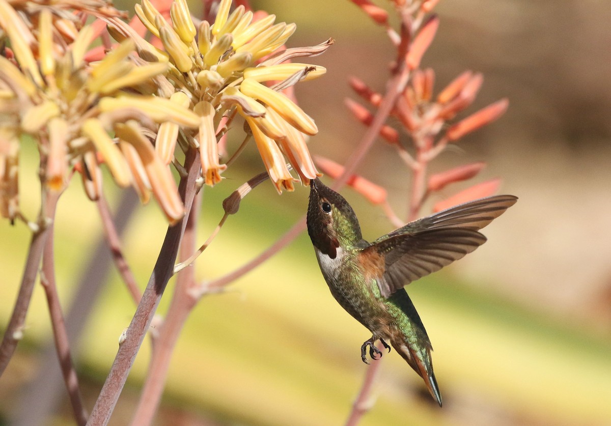 rødmaskekolibri x chaparralkolibri (hybrid) - ML210238441