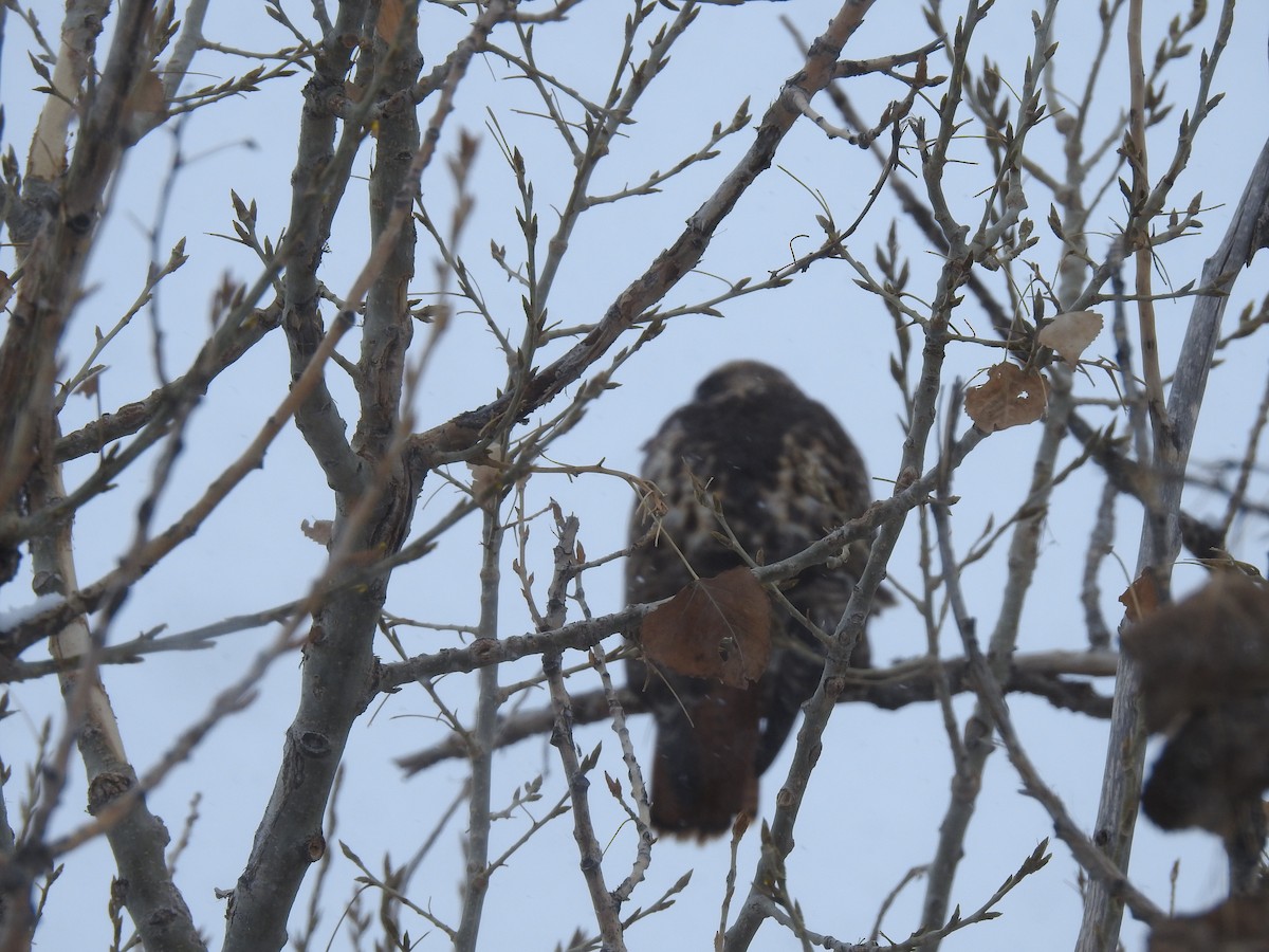Red-tailed Hawk - ML210240331