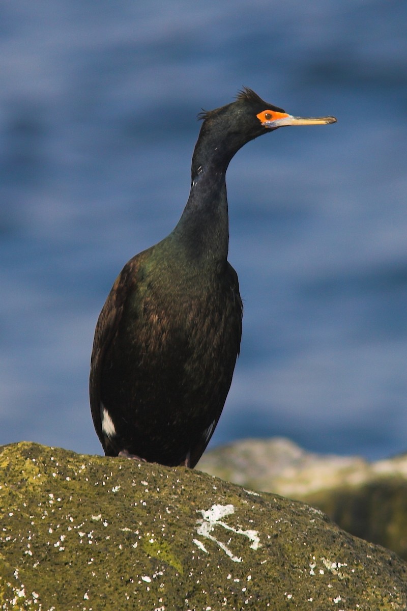 Red-faced Cormorant - ML210240981