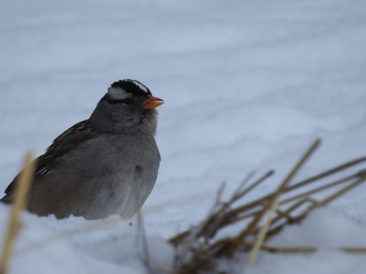 White-crowned Sparrow - ML210241231
