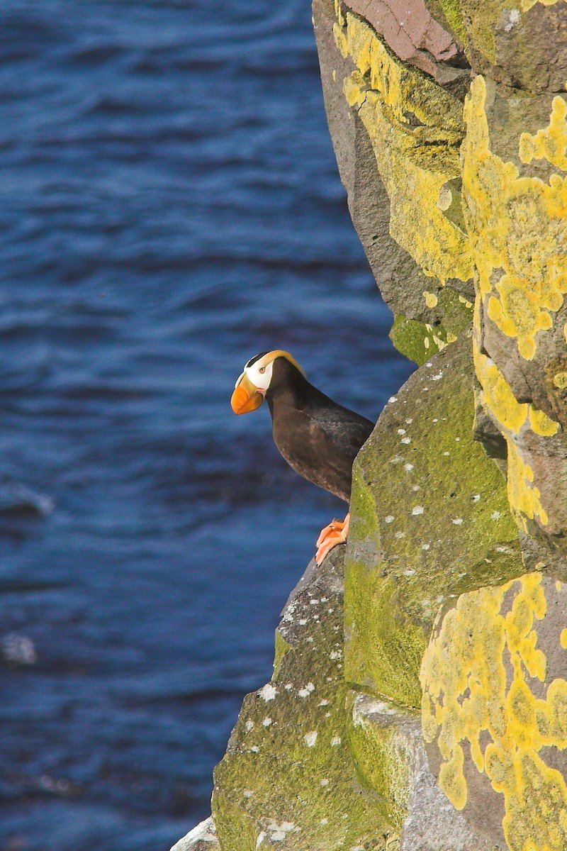 Tufted Puffin - ML210241631