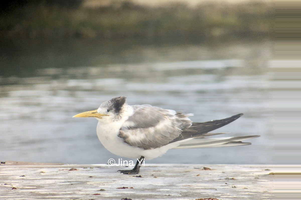 Great Crested Tern - Jina Yi