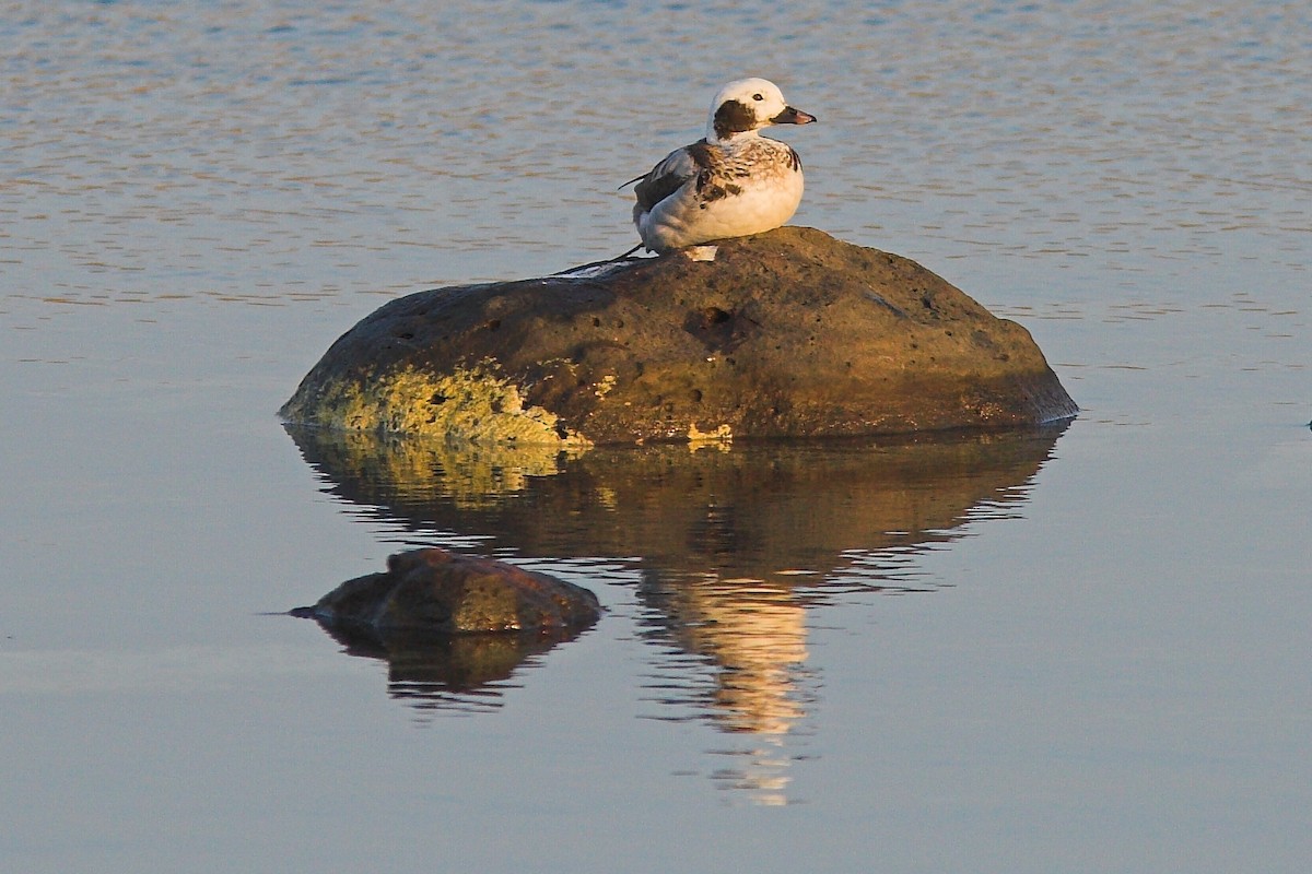 Long-tailed Duck - ML210242181