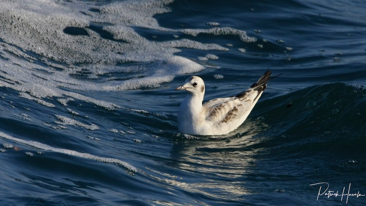 Bonaparte's Gull - patrick hacala