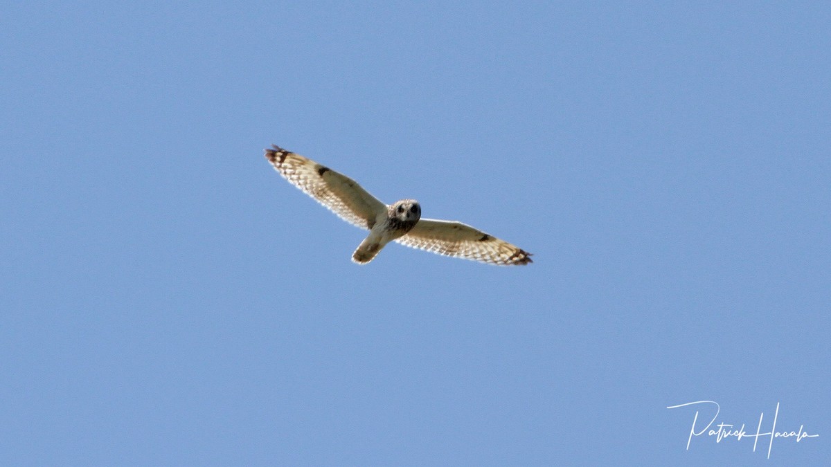 Short-eared Owl - patrick hacala