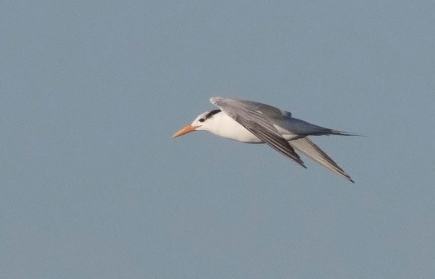 Royal Tern - Tony Leukering