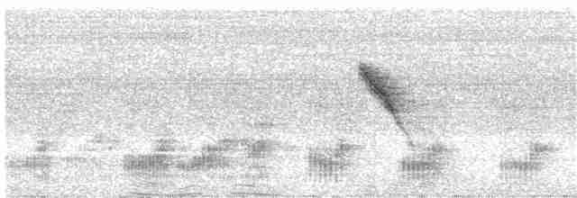Black-tailed Tityra - ML210245441