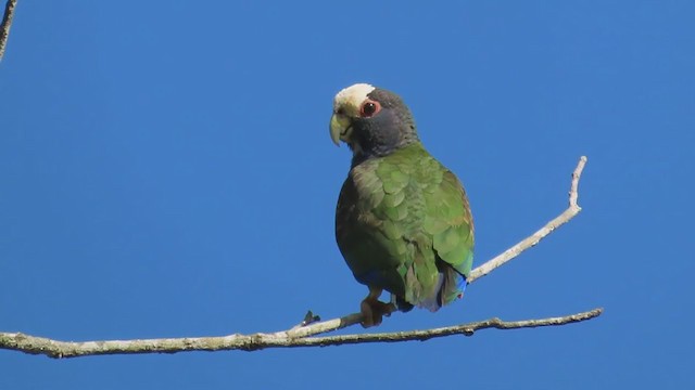 White-crowned Parrot - ML210248071