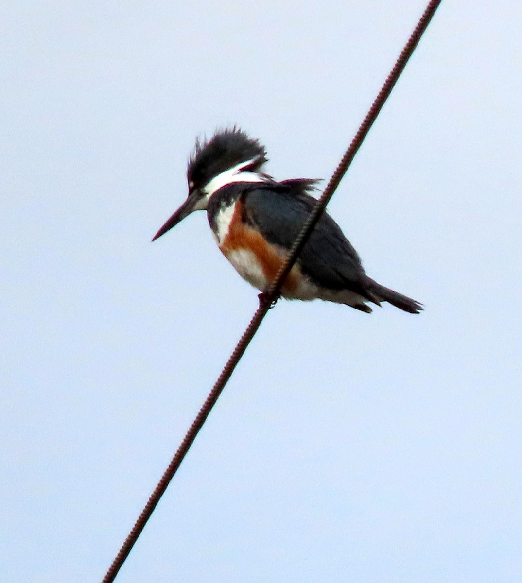Belted Kingfisher - ML210248331