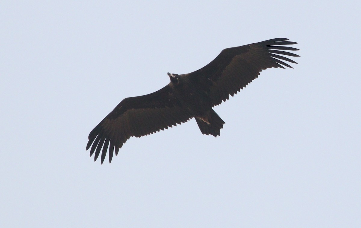 Cinereous Vulture - Bhaarat Vyas