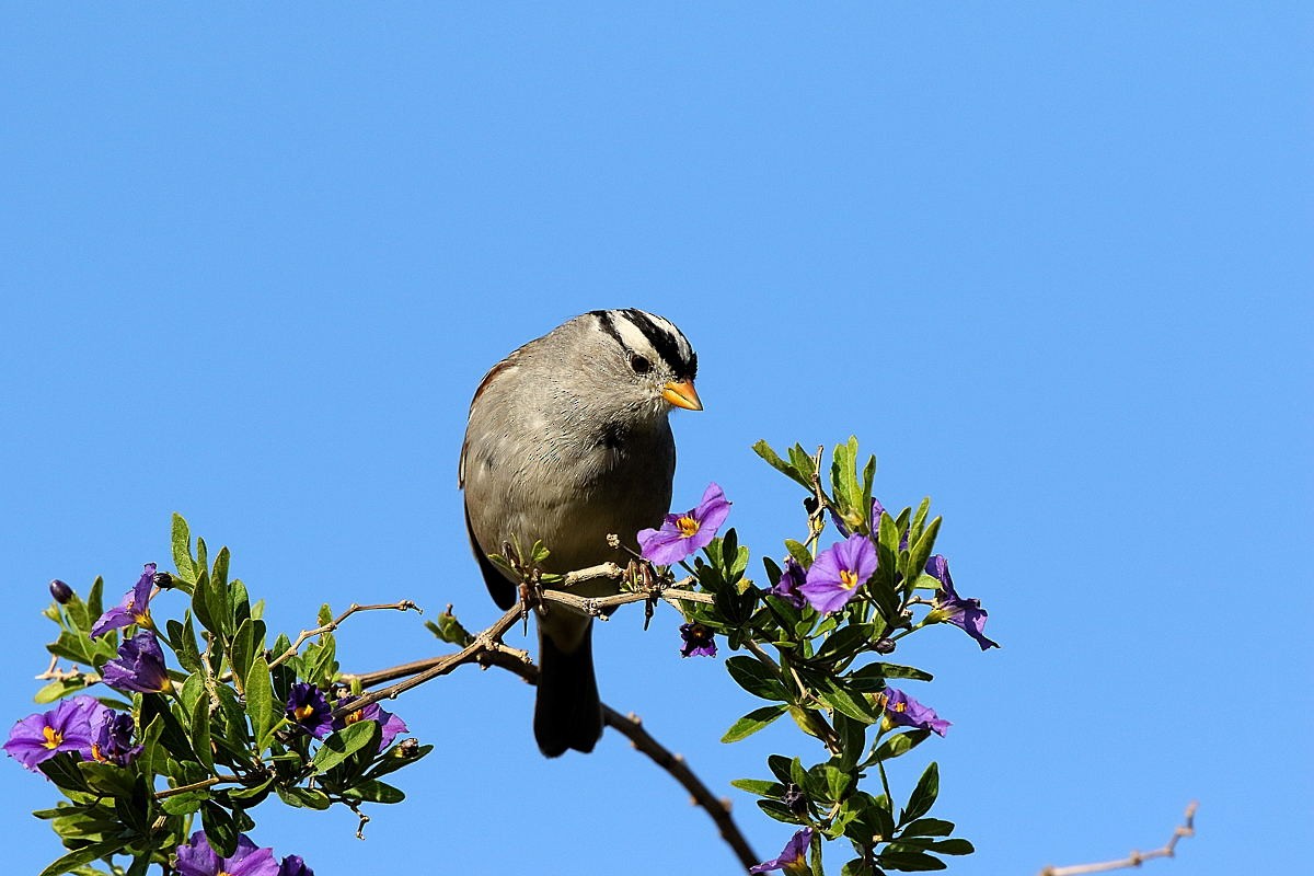 White-crowned Sparrow - ML210252521