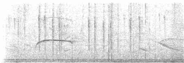 Kısa Kuyruklu Ormanyıldızı - ML210252911