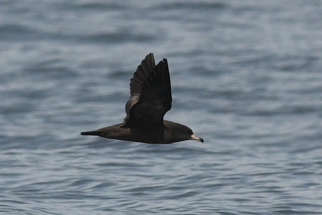 Flesh-footed Shearwater - ML210253251