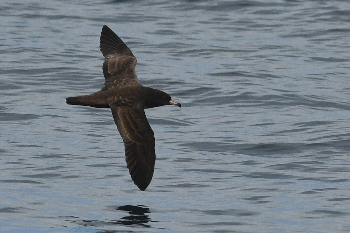 Flesh-footed Shearwater - ML210253261