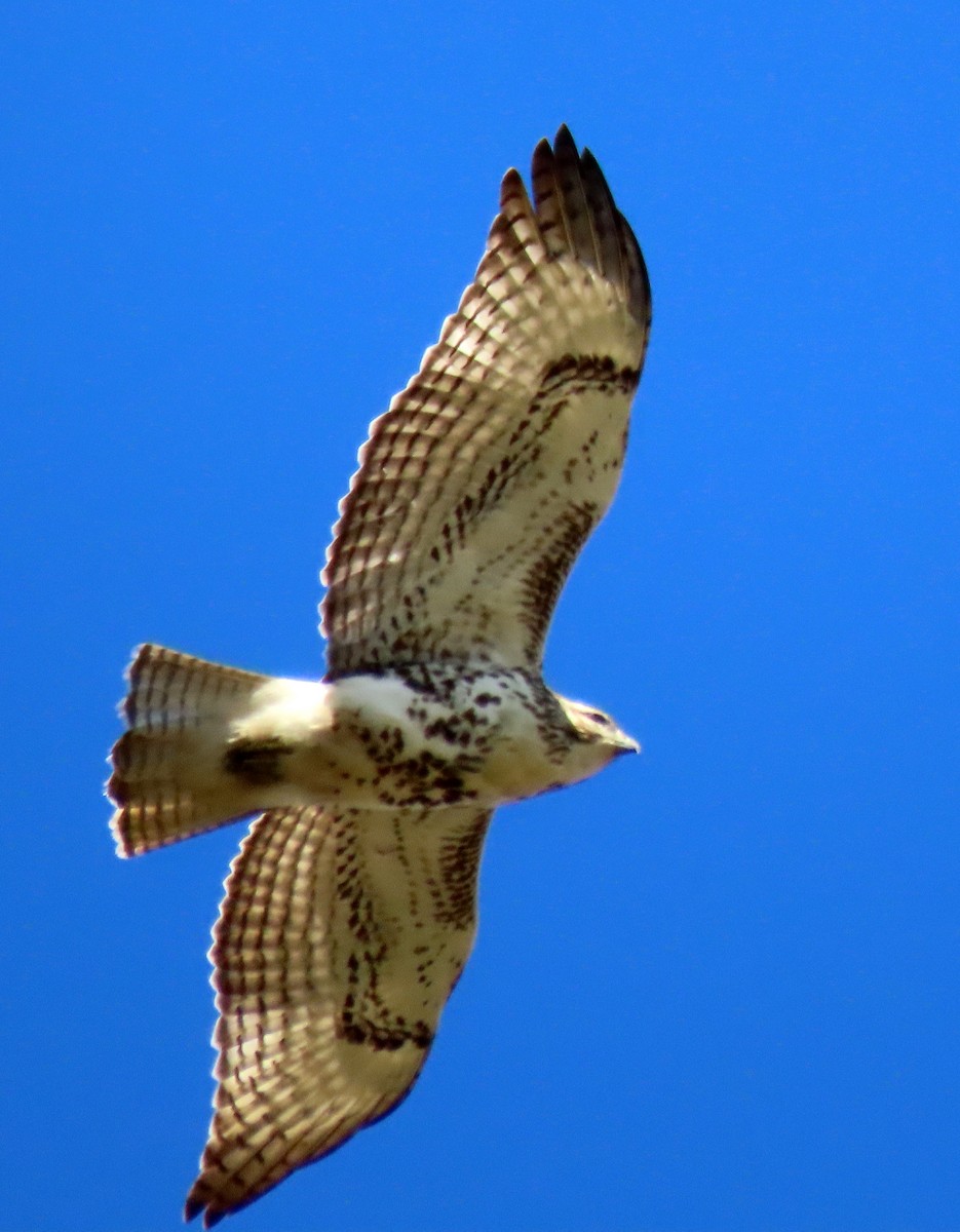 Red-tailed Hawk - Vicki Sensat