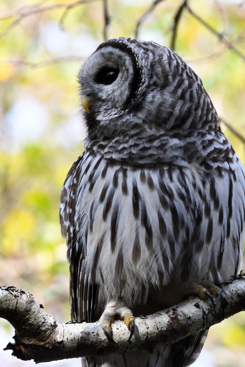 Barred Owl - ML210256281