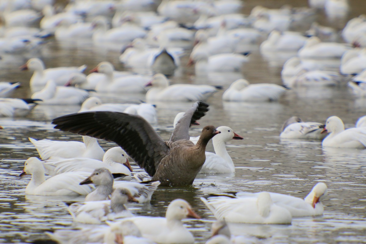 Pink-footed Goose - ML210256721