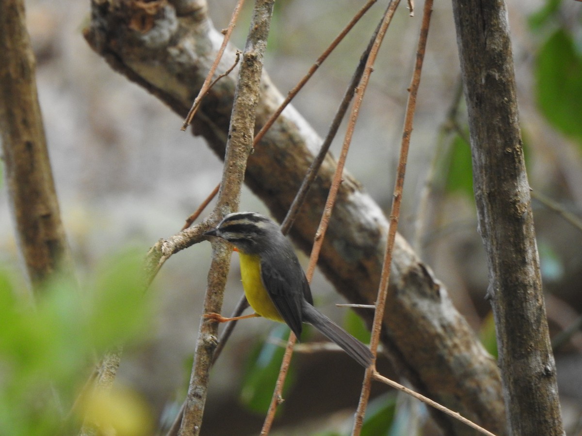 Golden-crowned Warbler - ML210259921
