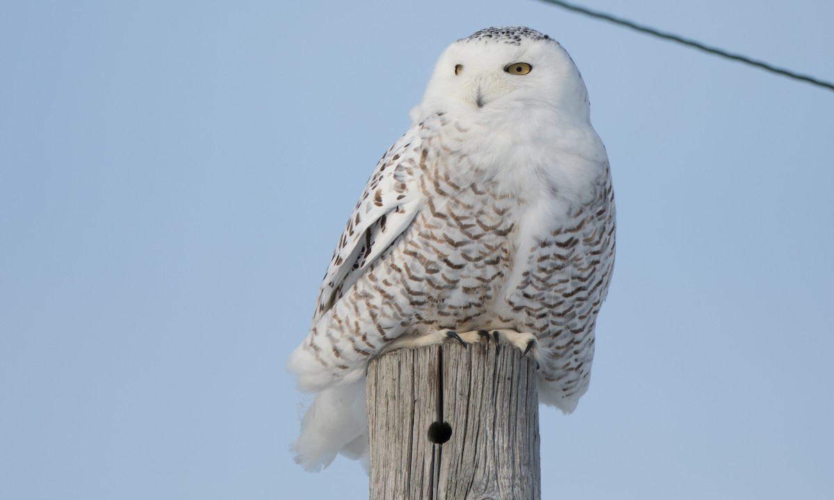 Snowy Owl - Steve Kelling
