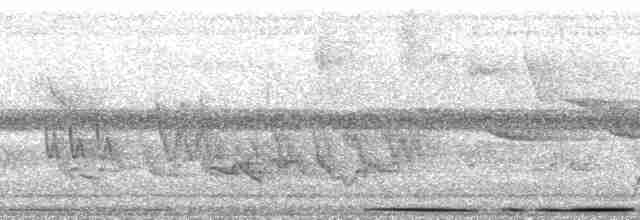 holub andský - ML210263