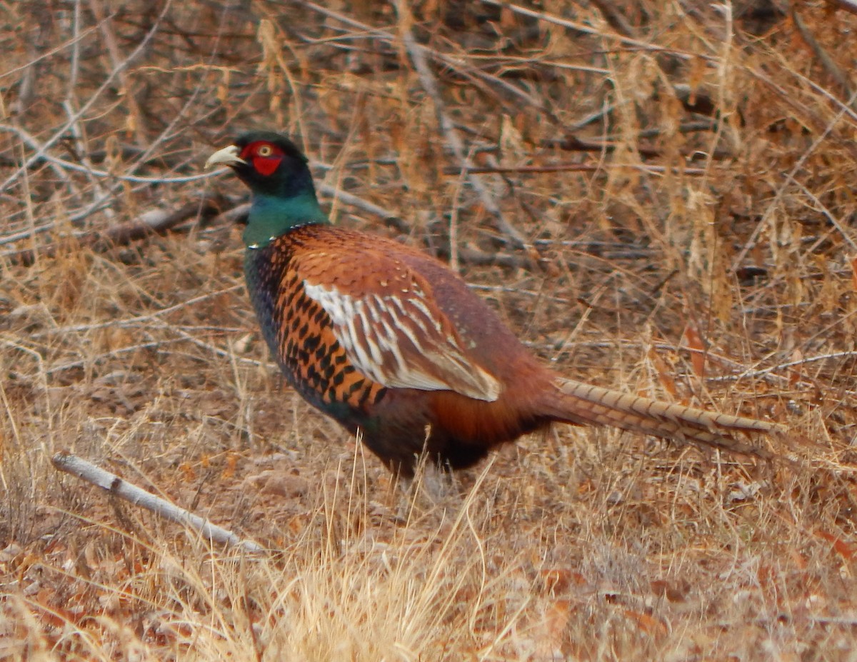 Ring-necked Pheasant - Brian Taber