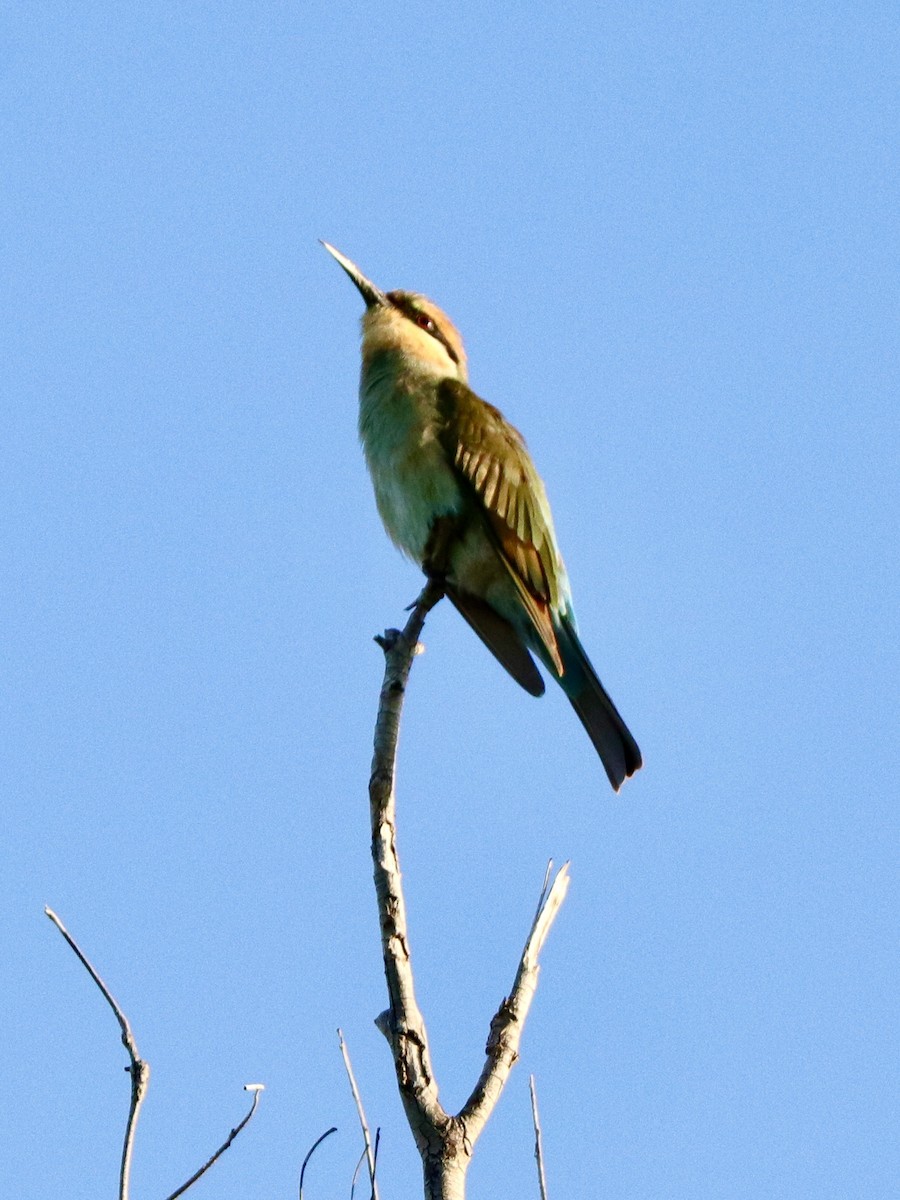 Rainbow Bee-eater - ML210269141