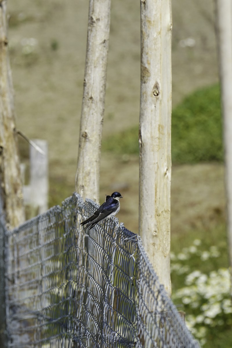 Blue-and-white Swallow - Elona Hart