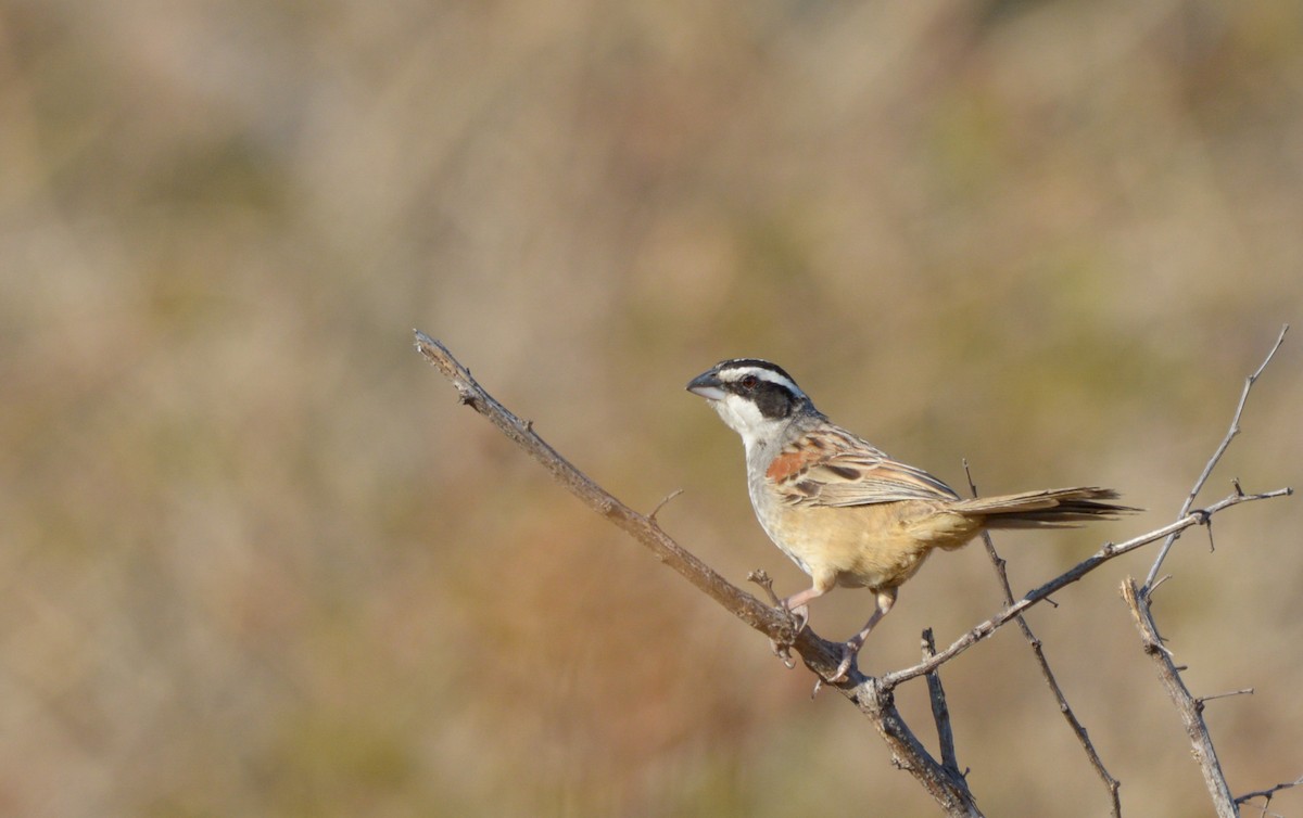 Stripe-headed Sparrow - Luis Trinchan