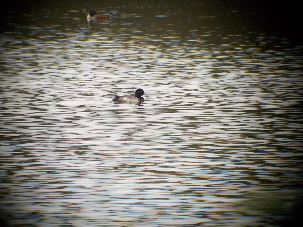 Greater Scaup - ML21027411