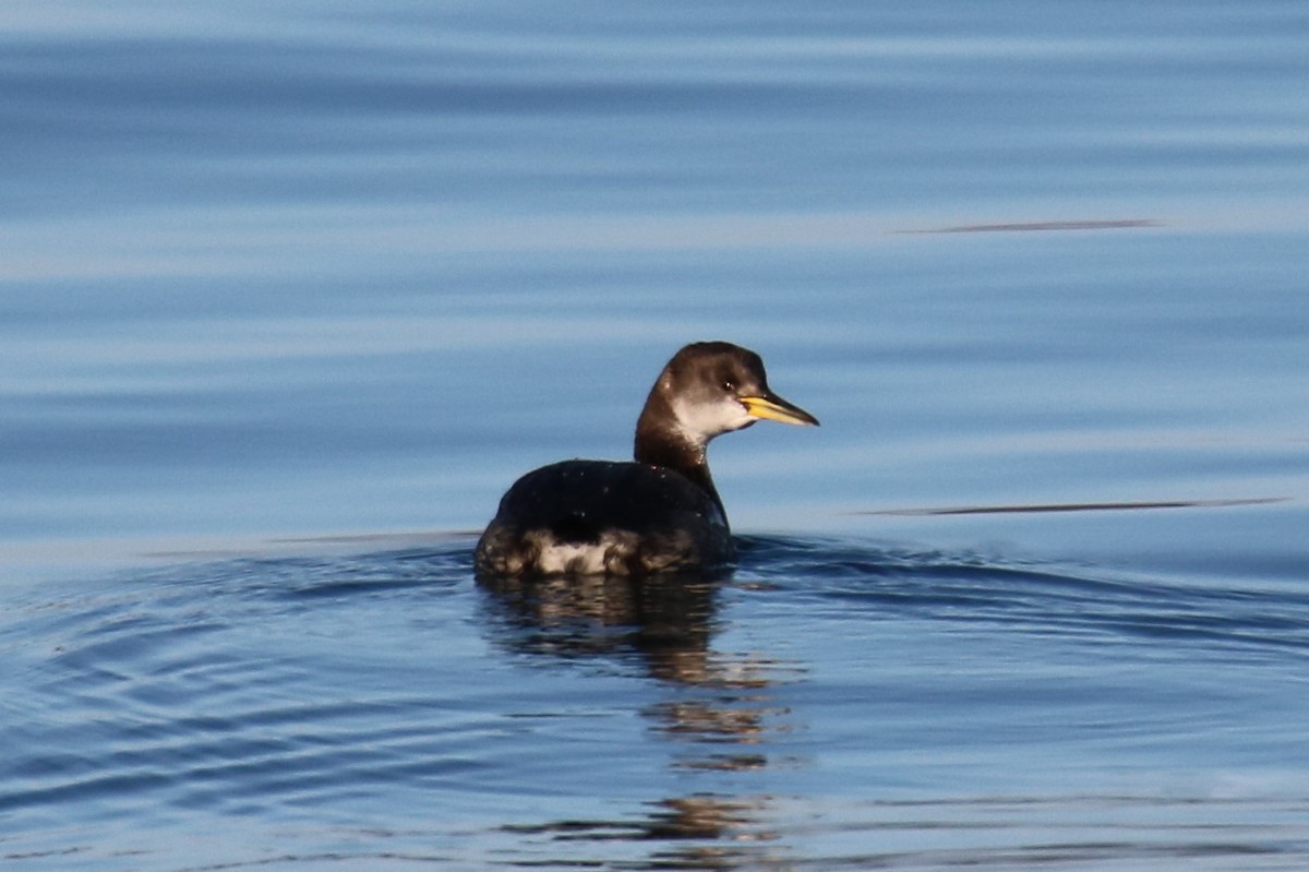 Red-necked Grebe - ML210275221