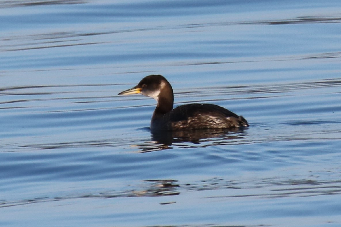 Red-necked Grebe - ML210275301