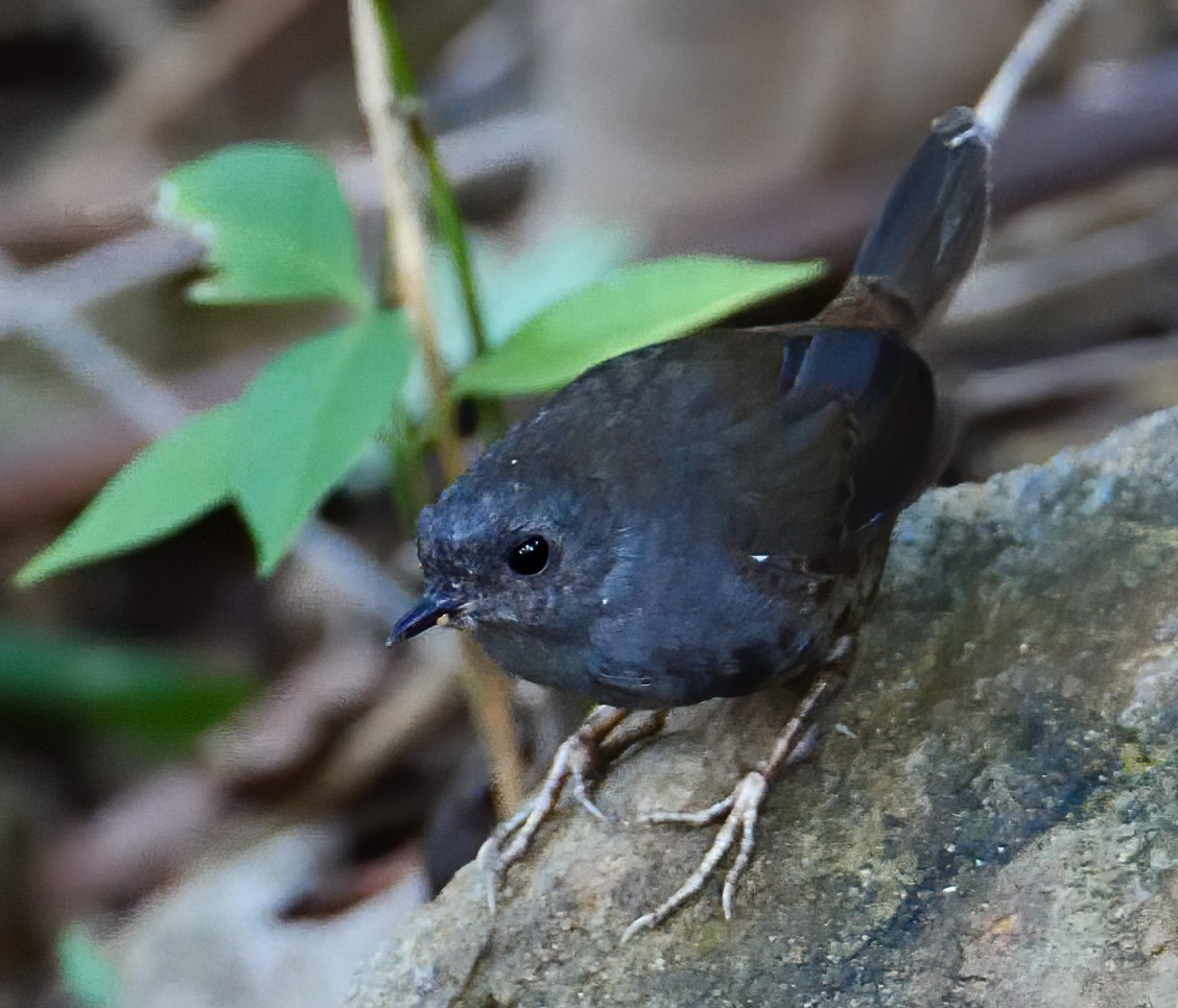 Brown-rumped Tapaculo - Mike Melton