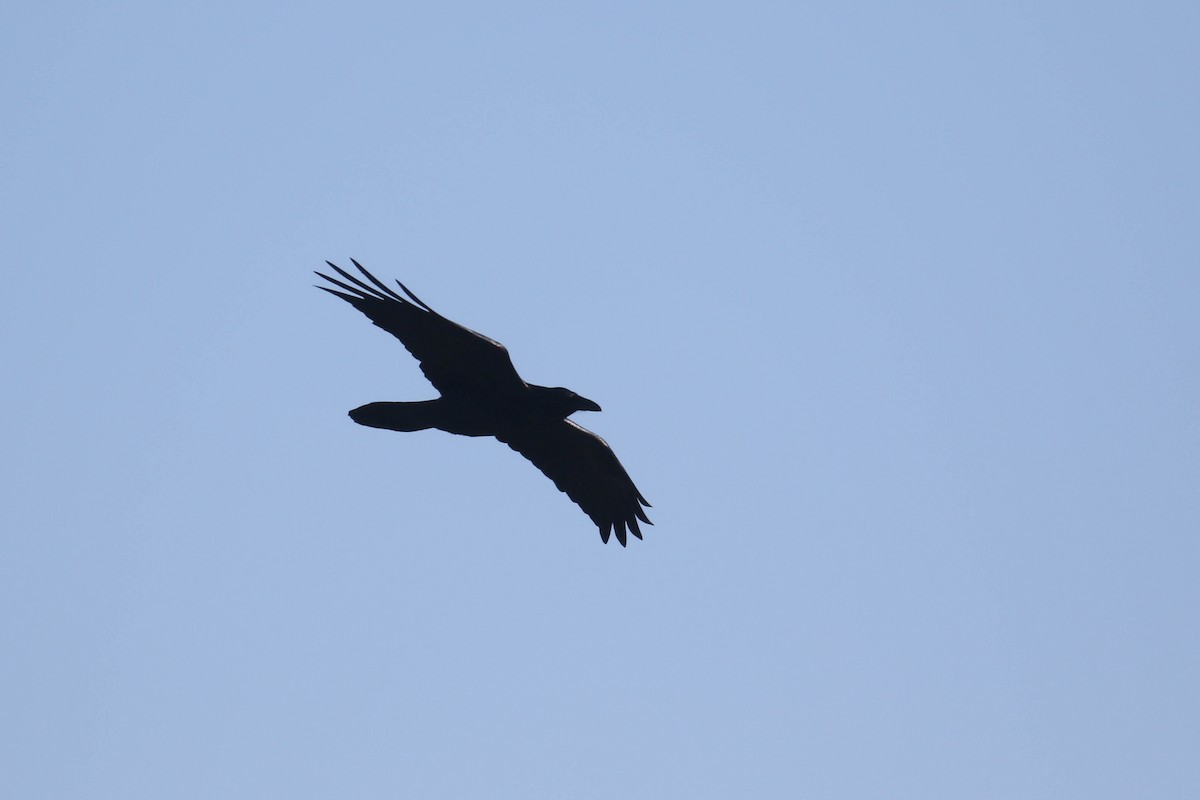 Common Raven - ML210281861