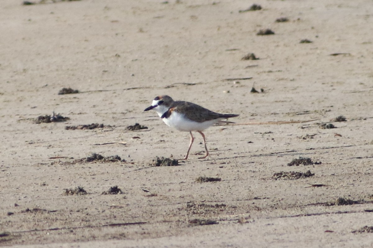 Collared Plover - ML210283891