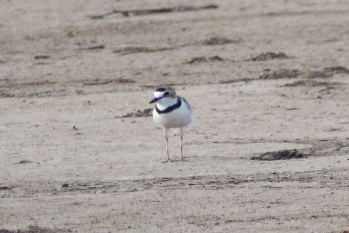 Collared Plover - ML210283951