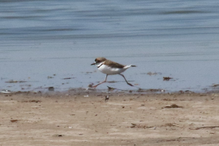 Collared Plover - ML210285291