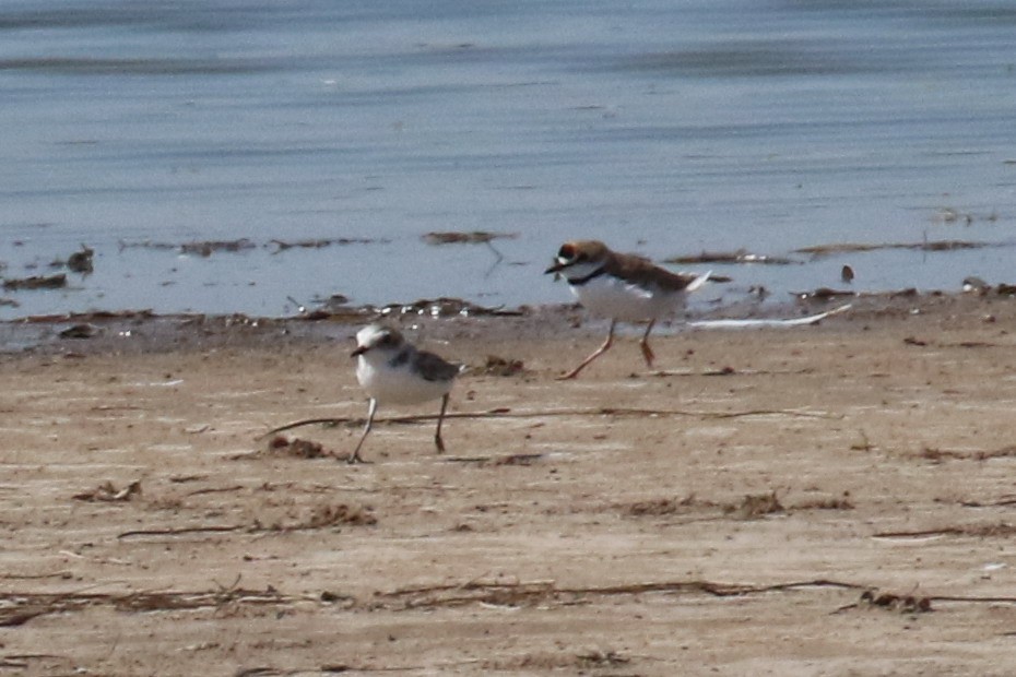 Collared Plover - ML210285371