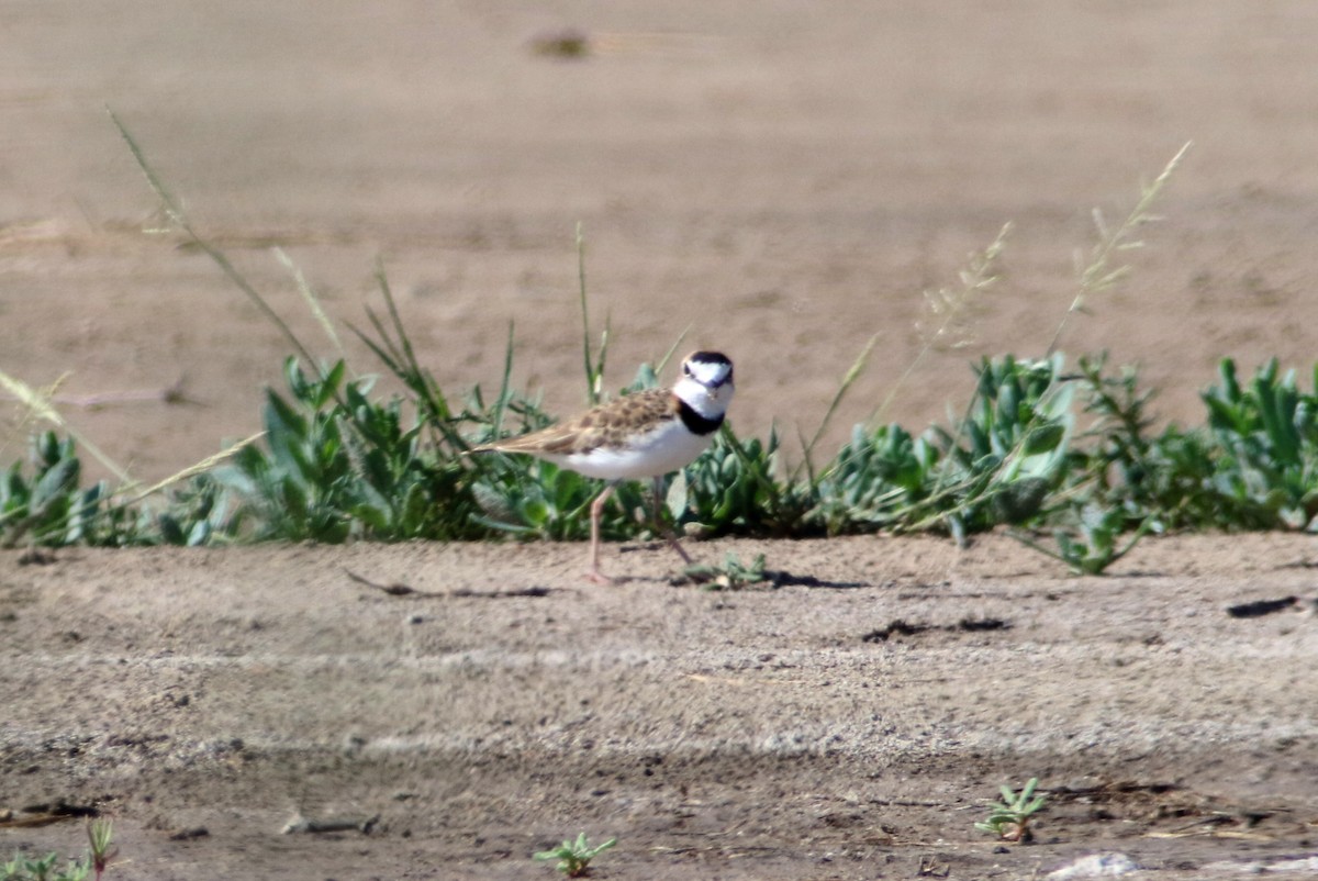 Collared Plover - ML210285991