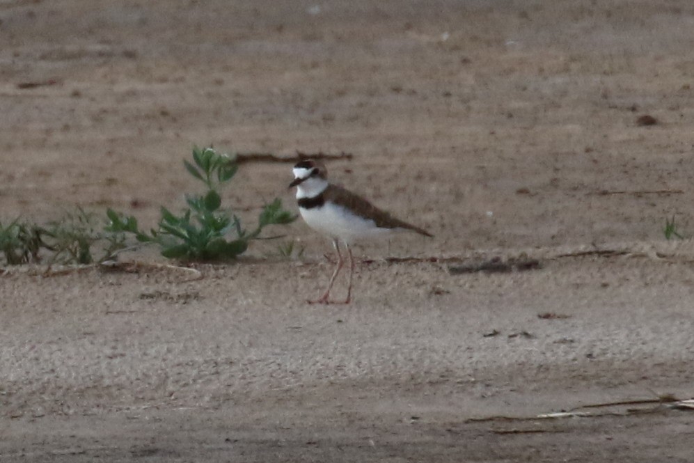 Collared Plover - ML210286191
