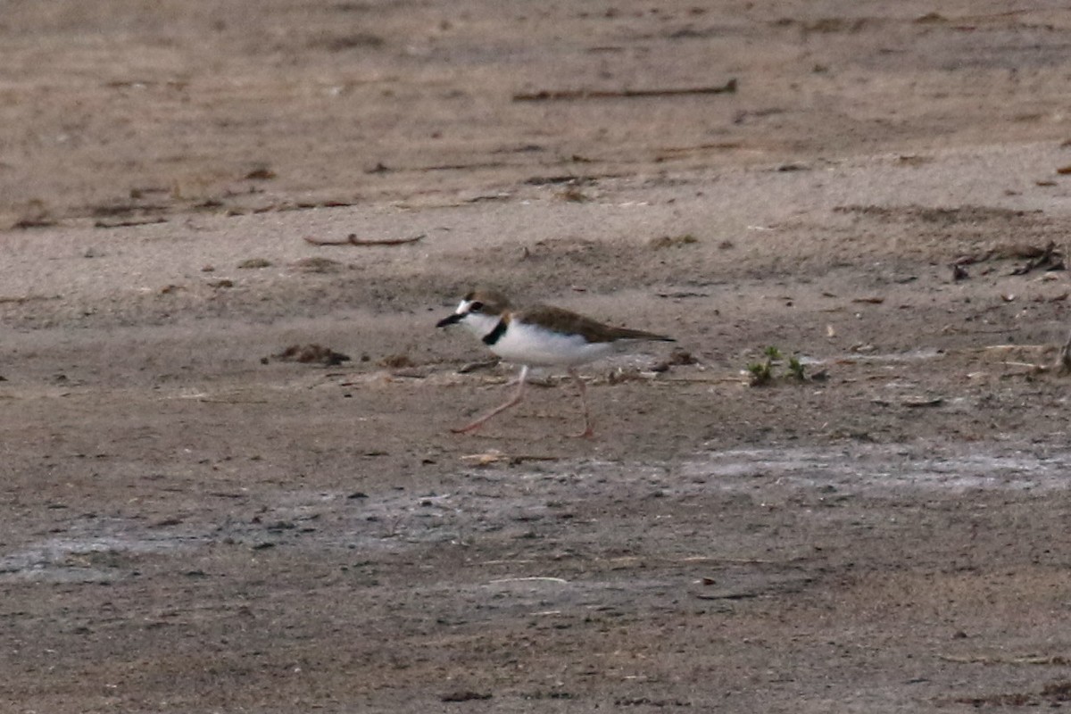 Collared Plover - ML210286221