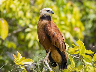  - Black-collared Hawk