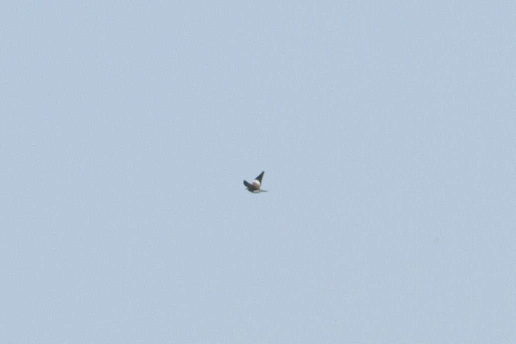 White-winged Dove - ML21028821