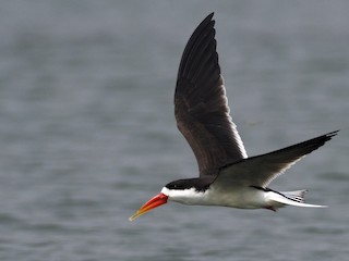  - African Skimmer