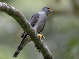  - Rufous-thighed Kite