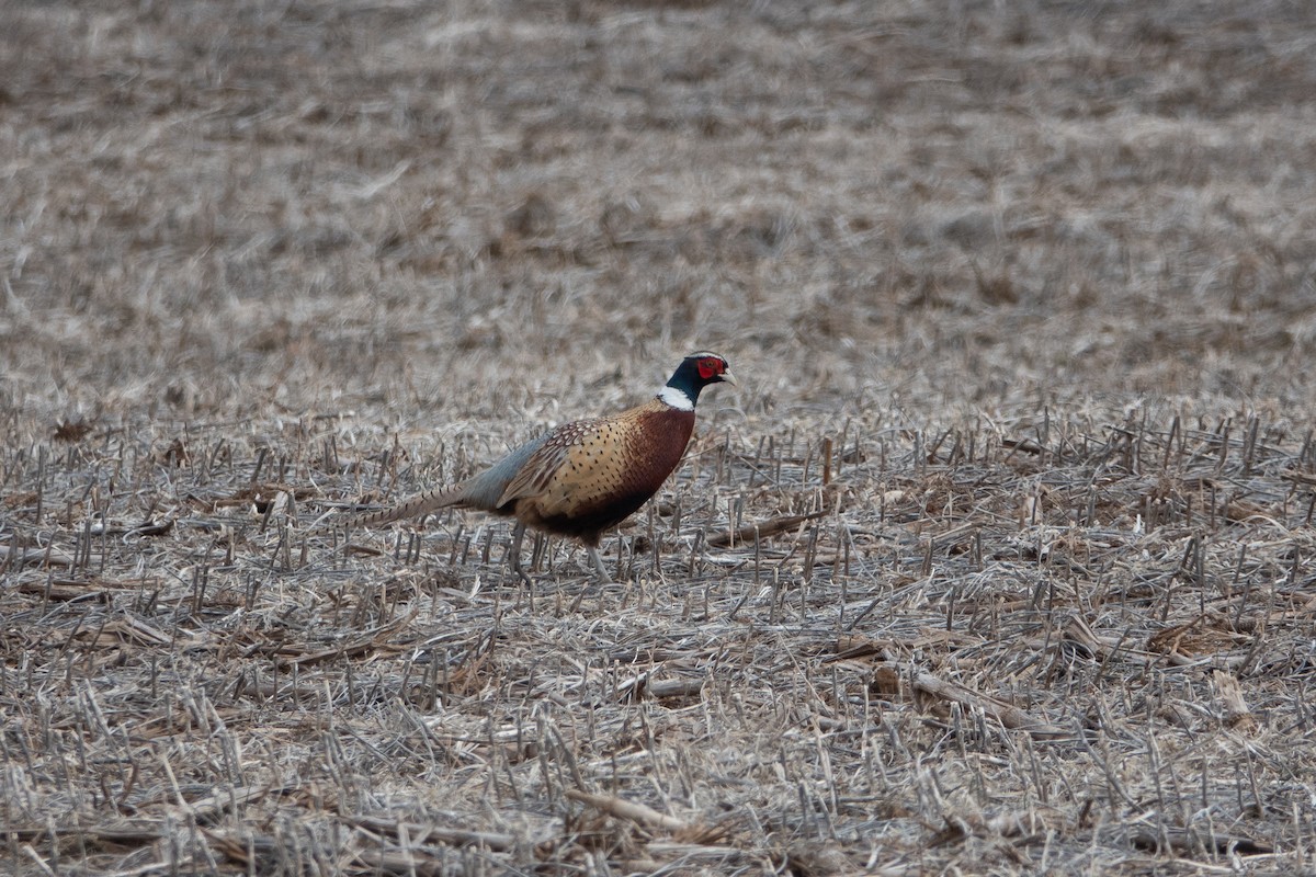 pheasant sp. - ML210291121