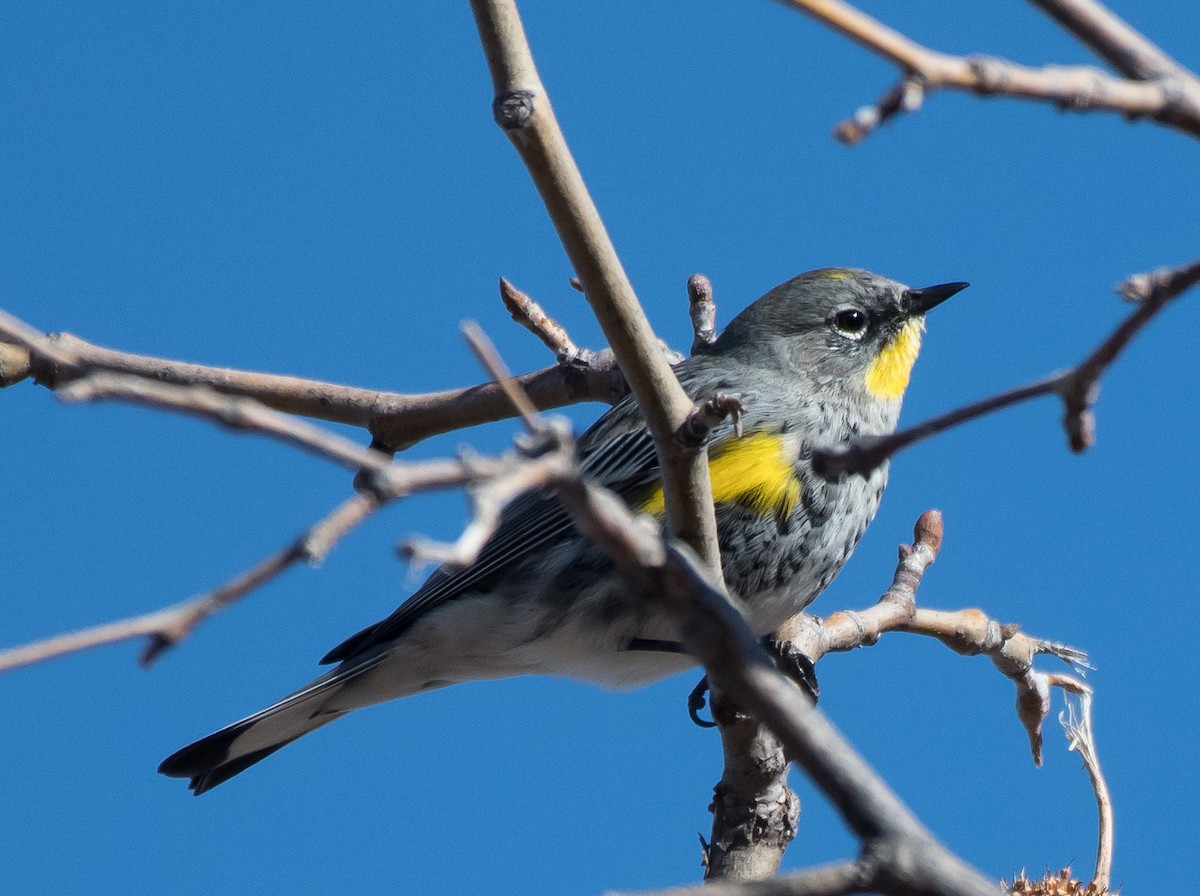 Yellow-rumped Warbler (Audubon's) - Gordon Karre
