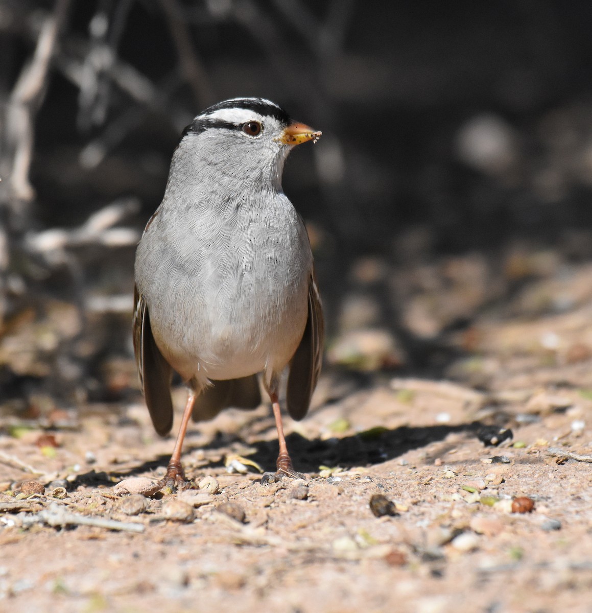 White-crowned Sparrow - ML210295581